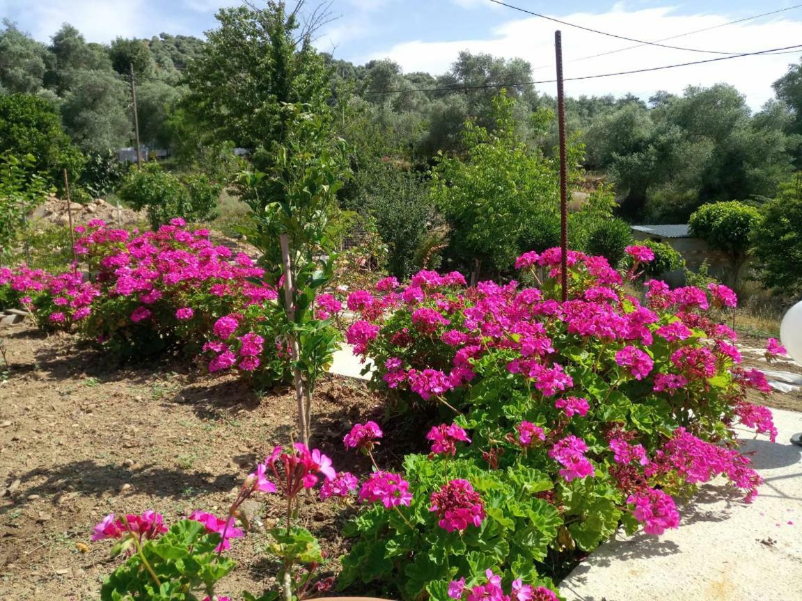 Guesthouse Dramoundana Kántanos Dış mekan fotoğraf